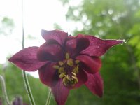 Aquilegia