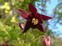 1 Aquilegia atrata - Aquilegia scura