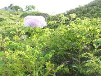 25 Thalictrum aquilegifolium - Pigamo con foglie di aquilegia