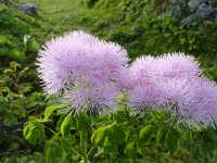 26 Thalictrum aquilegifolium - Pigamo con foglie di aquilegia