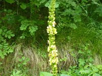 27 Verbascum nigrum - Verbasco nero