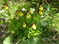 3 Cypripedium calceolus -Pianella della Madonna