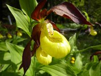 4 Cypripedium calceolus -Pianella della Madonna