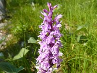 5 Dactylorhiza maculata - Orchidea macchiata