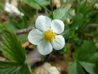 7 Fragaria vesca - Fragola comune