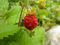 8 Fragaria vesca - Fragoal comune