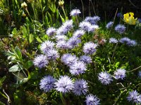 9 Globularia nudicaulis - Vedovella alpina