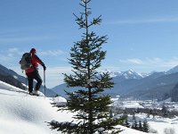 Bello snello...l'albero