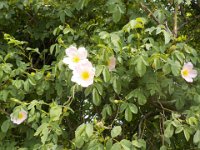 rosa canina