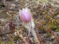 pulsatilla vernalis  anemone primaverile 2