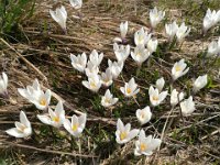 Crocus albiflorus  Crocus albiflorus