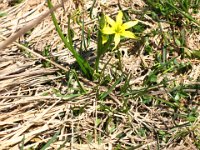 Gagea lutea 2