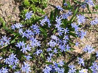 Scilla bifolia 2