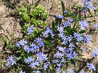 Scilla bifolia