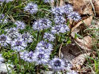 globularia