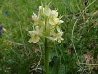 orchis sambucina  cof