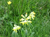 primula officinale