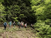 quanto bello è il bosco