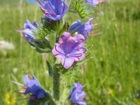 10 Echium vulgare - viperina azzurra Boraginaceae 2