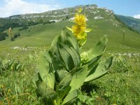 17 Gentiana lutea lutea - genziana maggiore Gentianaceae