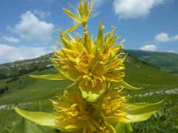 18 Gentiana lutea lutea - genziana maggiore Gentianaceae