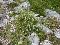 24 Minuartia verna - minuartia primaverile Caryophyllaceae