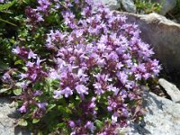 26 Thymus serpillo- timo Lamiaceae