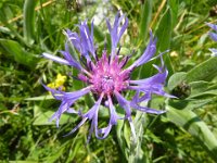 28 Cyanus triumfettii - centaurea di Trionfetti Asteraceae