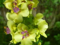 37 Verbascum nigrum  - verbasco nero Scrophulariaceae