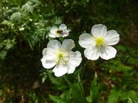 46 Ranunculus platanifolius  - ranuncolo a foglie di platano Ranunculaceae