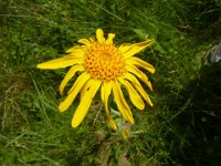 51 Arnica montana - arnica Asteraceae