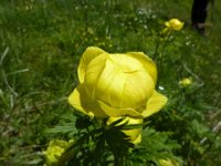 53 Trollius europaeus - Botton d'oro Ranuculaceae