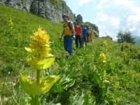 57 Gentiana lutea lutea - genziana maggiore Gentianaceae