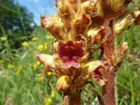 7 Orobanche gracilis - succiamele rossastro Orobancaceae