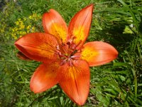 8 Lilium bulbiferum sub. Croceum - giglio di San Giovanni bulbifero Liliaceae